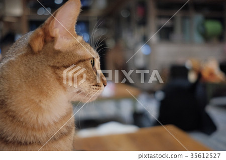 CAT 貓 貓餐廳 貓崽間 35612527