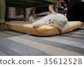 CAT cat cat restaurant cat room 35612528