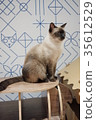 CAT cat cat restaurant cat room 35612529