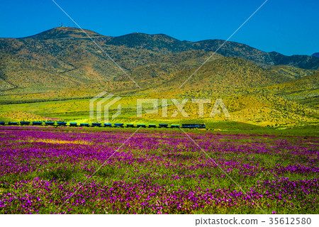 花園和貨運列車 35612580