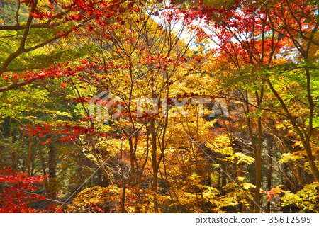 Amida Temple Autumn leaves Amida Temple Autumn leaves 35612595