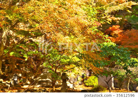 Amida Temple Autumn leaves 35612596