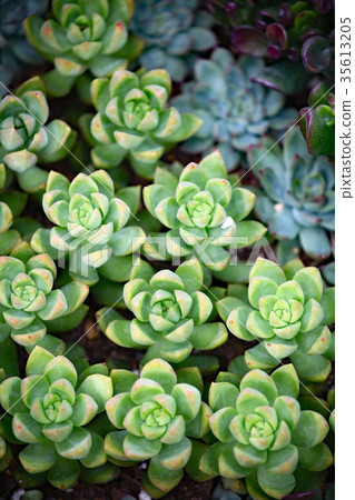 Sedum Ouray 35613205