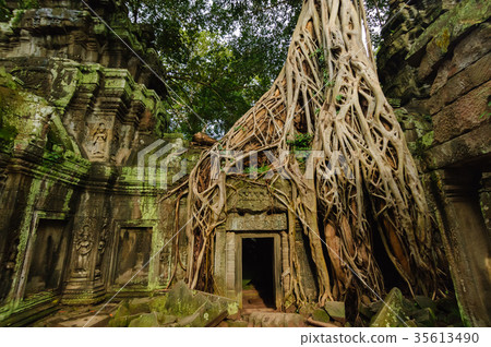 Ta Prohm Ruins 35613490