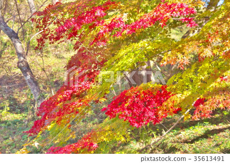 Takato Joshi Park秋葉 35613491