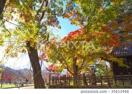 Takato Joshi Park Autumn leaves Takato Joshi Park Autumn leaves 35613498