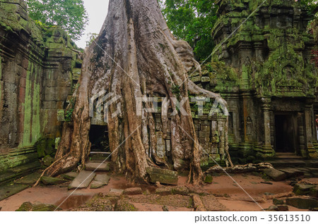 Ta Prohm Ruins Ta Prohm Ruins 35613510
