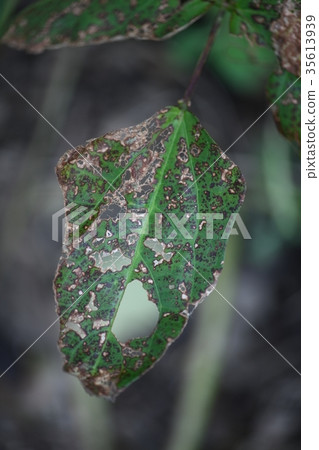Worm-eared leaves 35613939