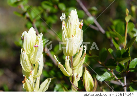 Castilleja pallida fowers in Aktru valley. Altai Castilleja pallida fowers in Aktru valley. Altai 35614144