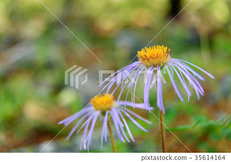 Aster alpinus flower in Aktru valley. Altai Russia 35614164