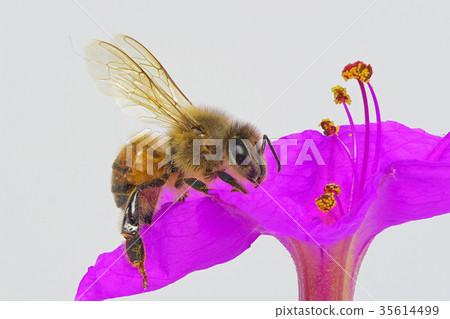 Honey bee (depth composition) 35614499