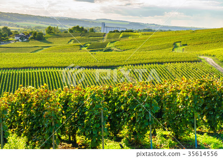 Row vine grape in champagne vineyards 35614556