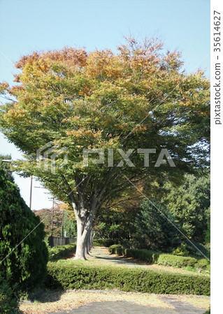Sagamihara Park 35614627