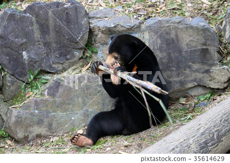 Black bear eating sugar cane 35614629