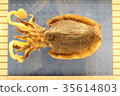Squid specimen 35614803