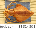Squid specimen 35614804