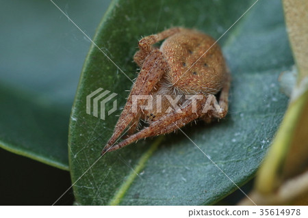 Creatures, spiders, spiders, spiders and leaves are taking a break. Does the hole on the back look like a laughing face? Creatures, spiders, spiders, spiders and leaves are taking a break. Does the hole on the back look like a laughing face? 35614978