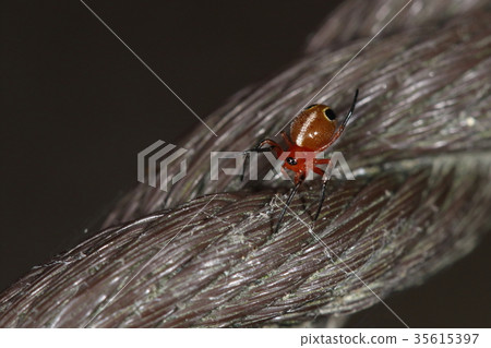 圖畫書中的蜘蛛白果蠅（Spider White Drosophila）是一隻夏天的蜘蛛，但它是11月的一群。 35615397