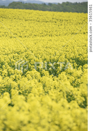 Rape blossoms (Hokkaido Anping) 35615981