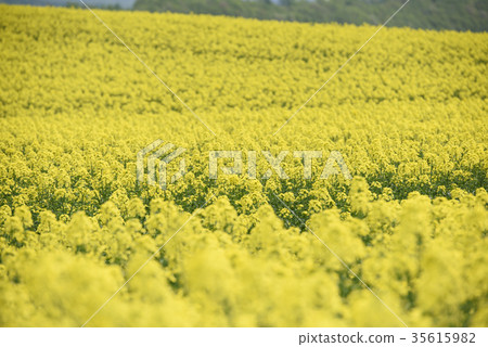 Rape blossoms (Hokkaido Anping) Rape blossoms (Hokkaido Anping) 35615982