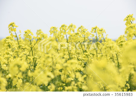 Rape blossoms (Hokkaido Anping) 35615983