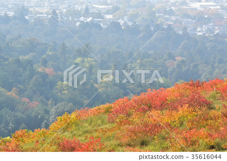 奈良若草秋葉 奈良若草秋葉 35616044