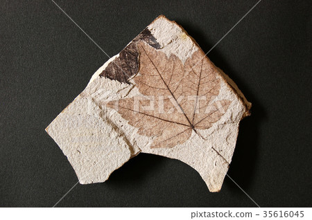 木葉化石 木葉化石 35616045