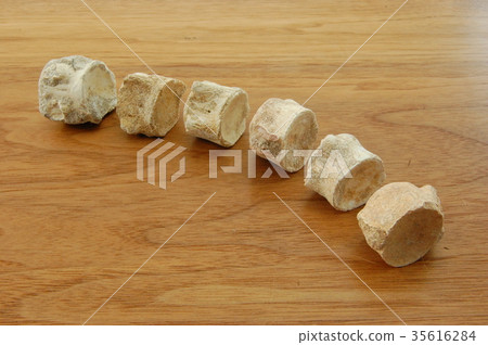 恐龍化石骨 35616284