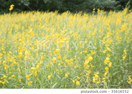 flower and leaf on blurred yellow background flower and leaf on blurred yellow background 35616552