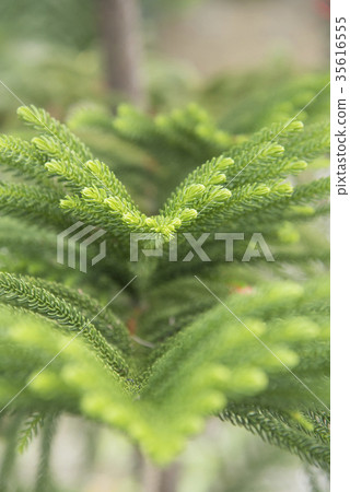 View of the pines on blurred background 35616555