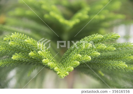 View of the pines on blurred background View of the pines on blurred background 35616556