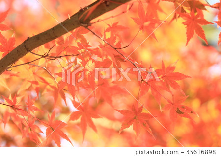 秋葉狩獵 35616898