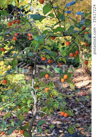 Princess persimmon 35617224