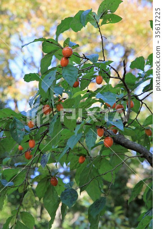 Princess persimmon 35617225