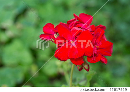 Calliope Calliope 35617239