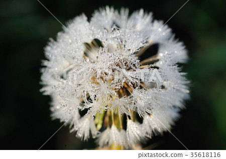 Dandelion 35618116