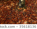 Zelkova falling leaf pattern 35618136