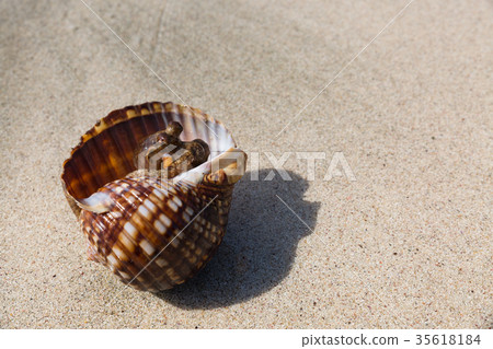 章魚 章魚 35618184