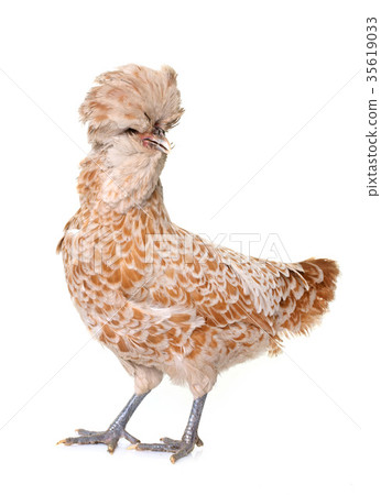 brown Padovana chicken 35619033