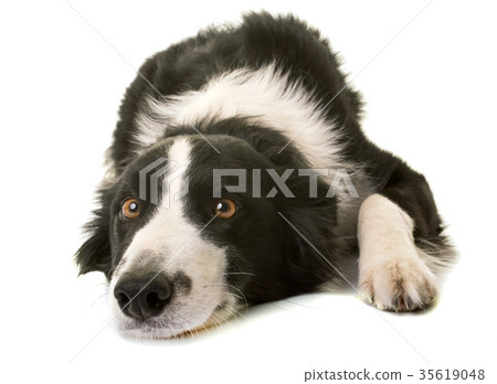 border collie in studio 35619048