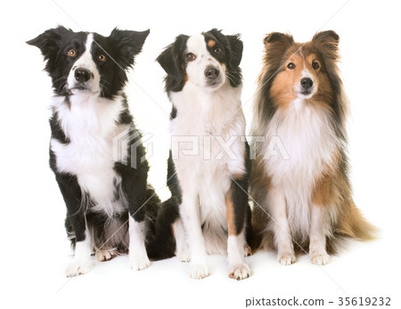 three dogs in studio 35619232