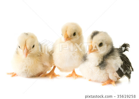 chick serama in studio chick serama in studio 35619258