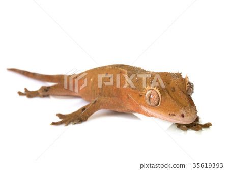 Crested gecko in studio 35619393