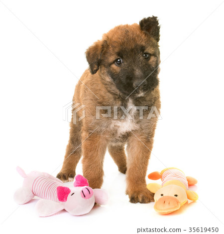 puppy belgian shepherd dog laekenois 35619450