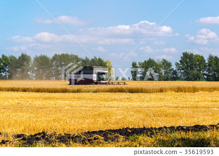 Agricultural machinery removes grain harvest on 35619593