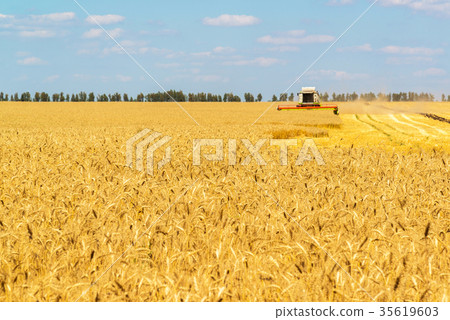 The combine works on Big Field of Ripe Wheat The combine works on Big Field of Ripe Wheat 35619603