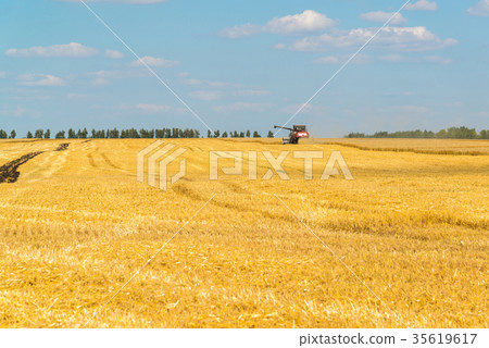 Agriculture in Russia. The growing grain Agriculture in Russia. The growing grain 35619617