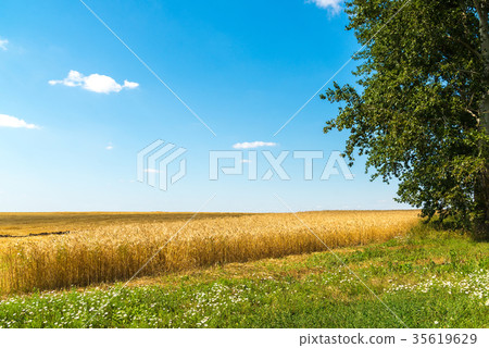 edge of a yellow wheat field on sunny day 35619629