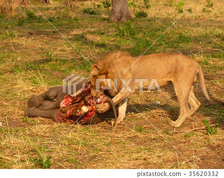lion lion 35620332