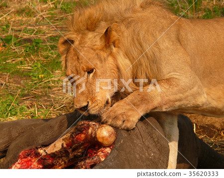 lion lion 35620333